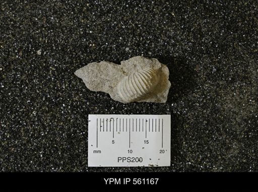 Scaphites sp.