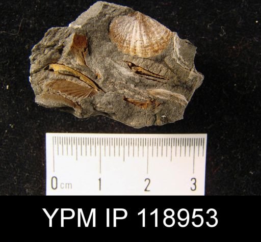 Anoplotheca hemispherica