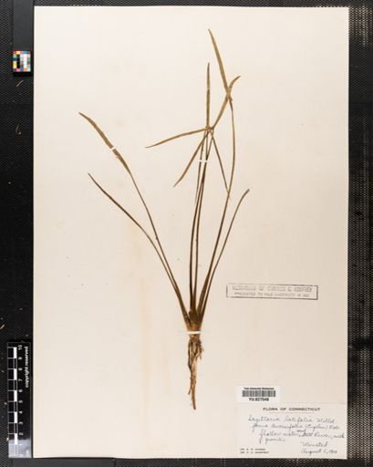 Sagittaria latifolia