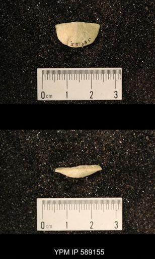 Sowerbyella sp.