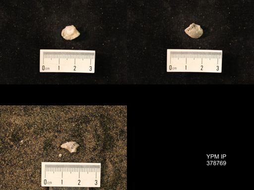 Marginifera wabashensis