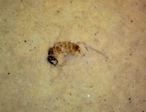 Diptera?