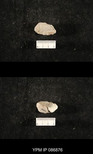 undet. Nautiloidea