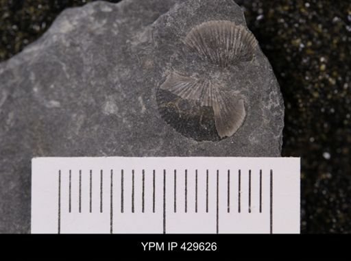 Devonochonetes coronatus