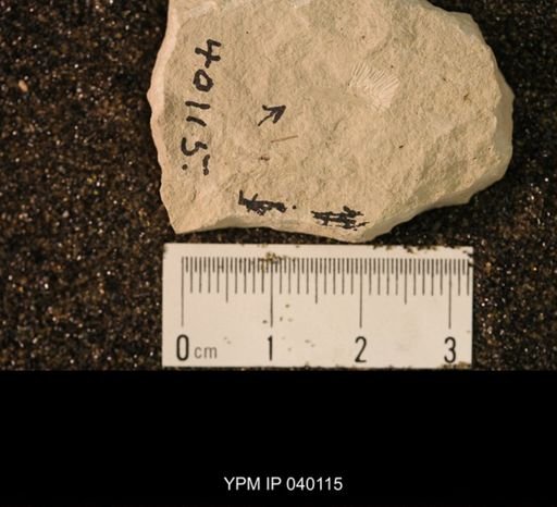 Palaeomanteidae
