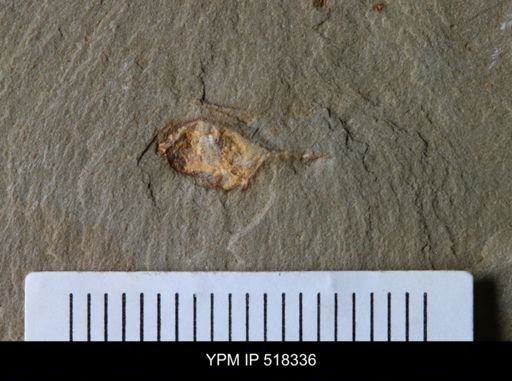 Problematica