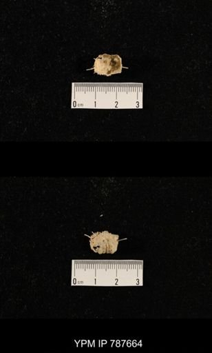 undet. Brachiopoda
