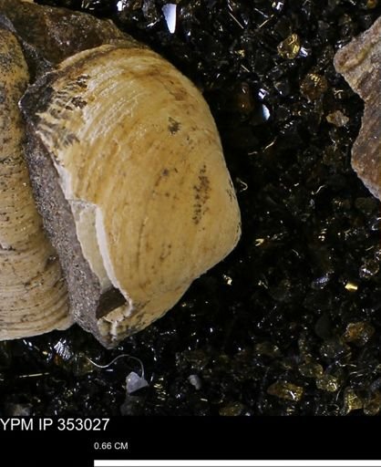 Limopsis striatopunctatus