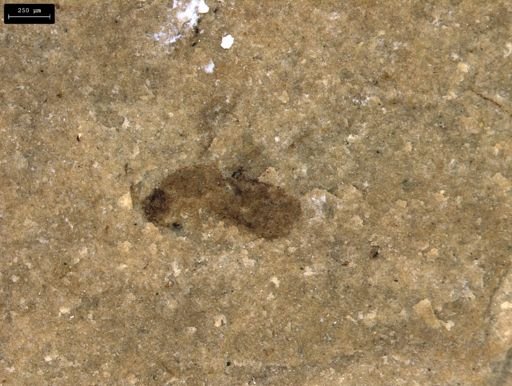 taxon undetermined