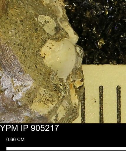 Corbulamella?