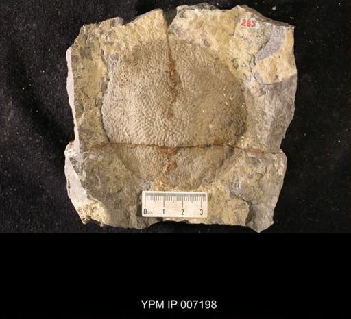 Receptaculites infundibuliformis