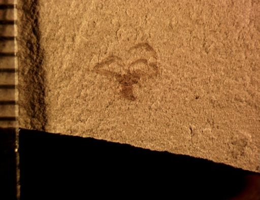 undet. Araneida