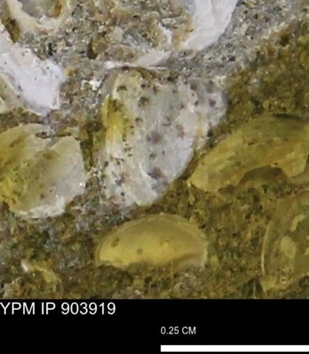 undet. Bivalvia