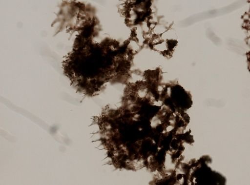 Haliclona?