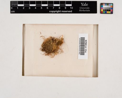 Plantae