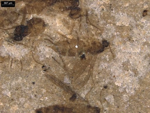 undet. Diptera