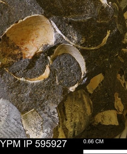 Protocardia sp.