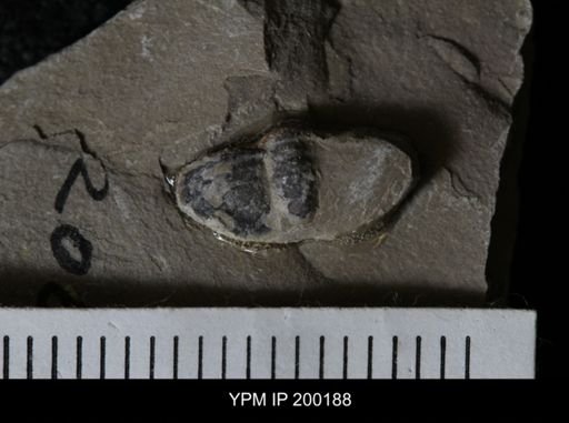 Elrathia kingi