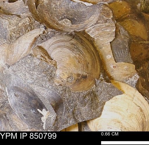Limopsis striatopunctatus