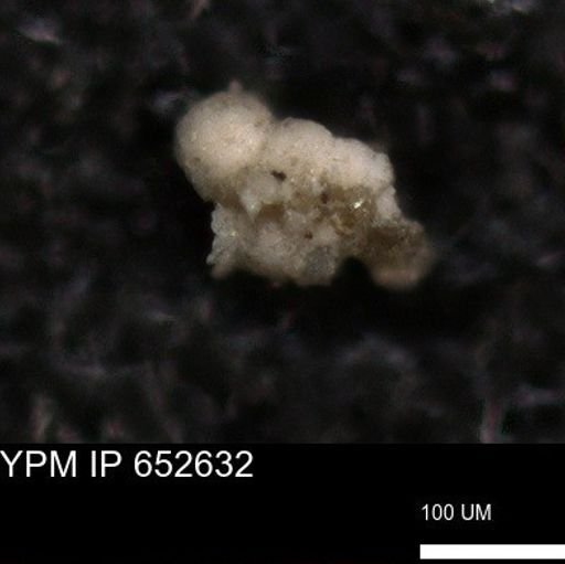 undet. Foraminiferida