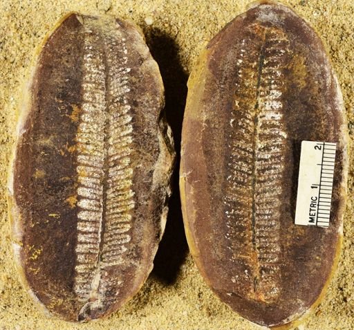 Pecopteris
