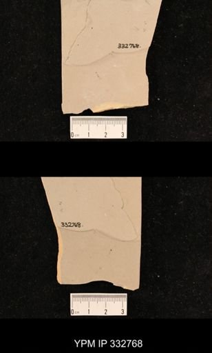 undet. Hexapoda