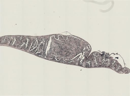 Foviella