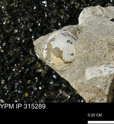 Protocardia sp.
