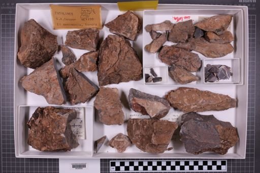 mixed taxa, stratigraphic collection