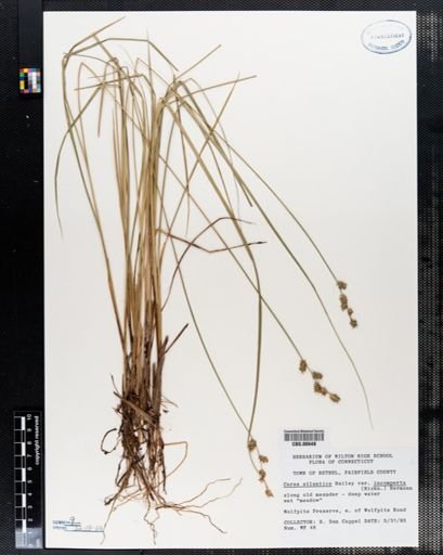 Carex atlantica