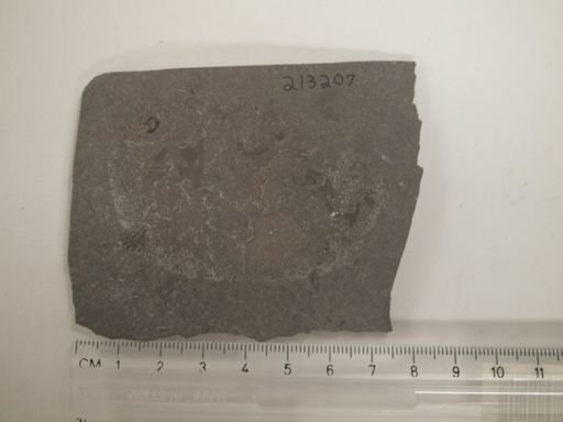 Stegerhynchus sp.