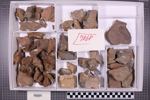 mixed taxa, stratigraphic collection