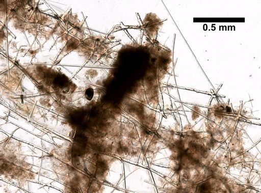 Hexactinellida