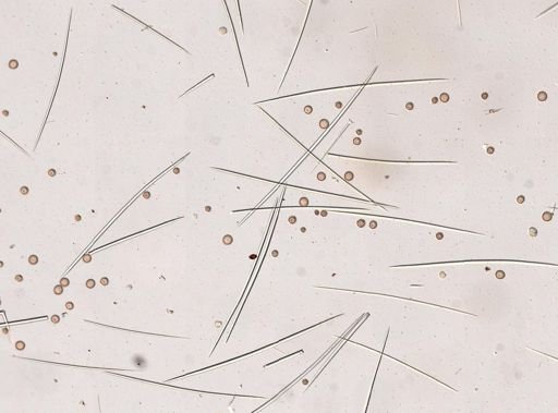 Geodia sp.