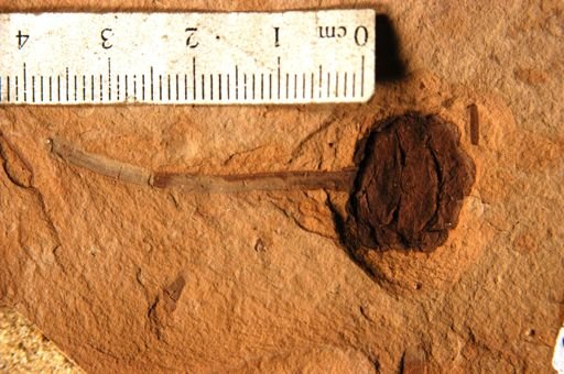 Metasequoia occidentalis