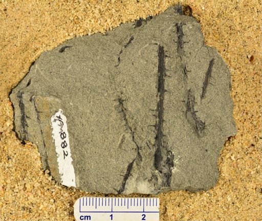 Sawdonia ornata