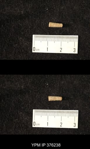 Pseudorthoceras knoxense