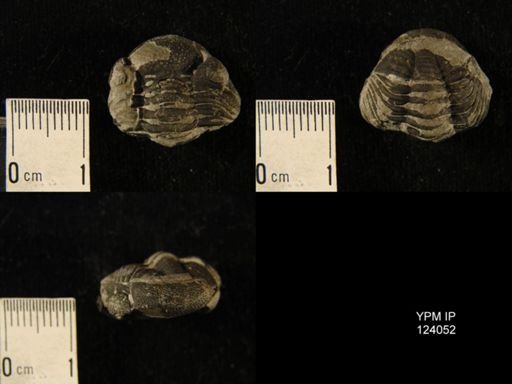Phacops rana