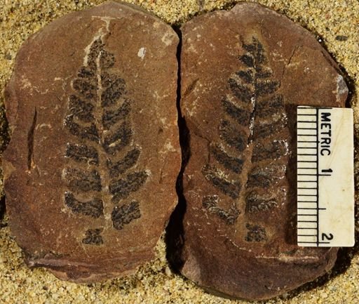 Pecopteris
