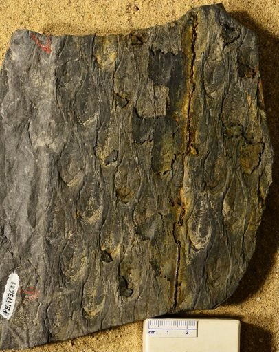 Lepidodendron sp.
