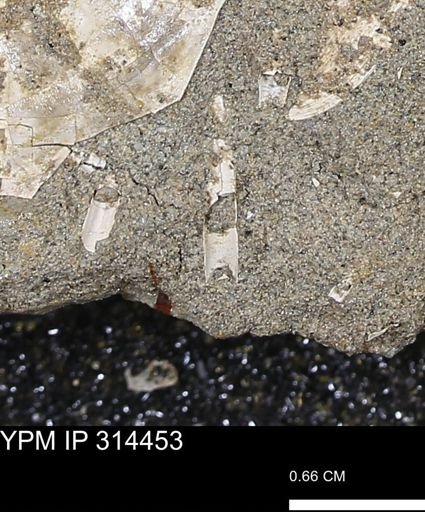 undet. Scaphopoda