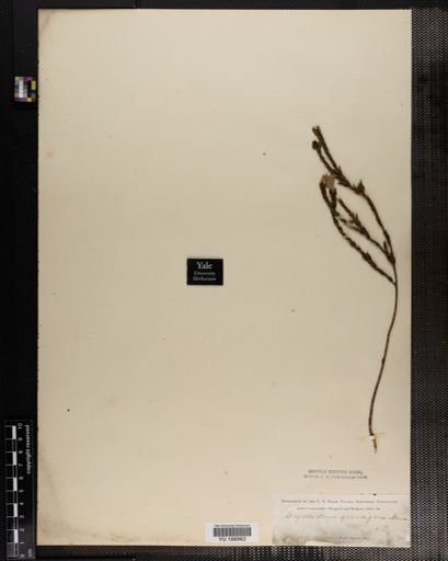 Plantae