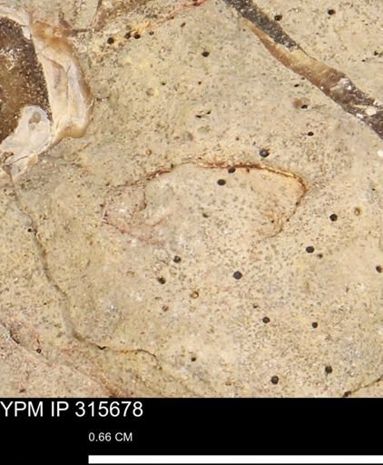 Mollusca