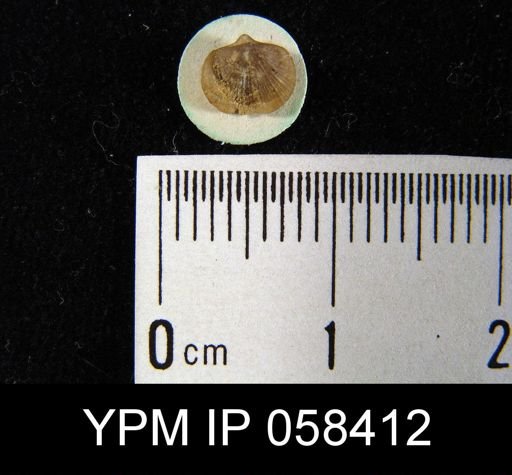 Dalmanella subcarinata