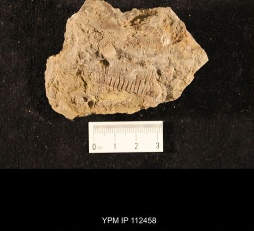 Ceraurus meekanus