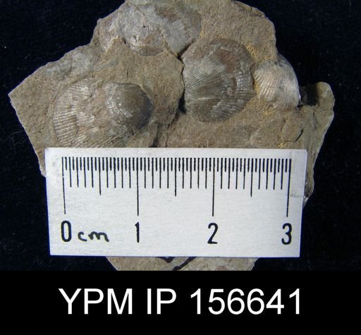 Catazyga headi borealis