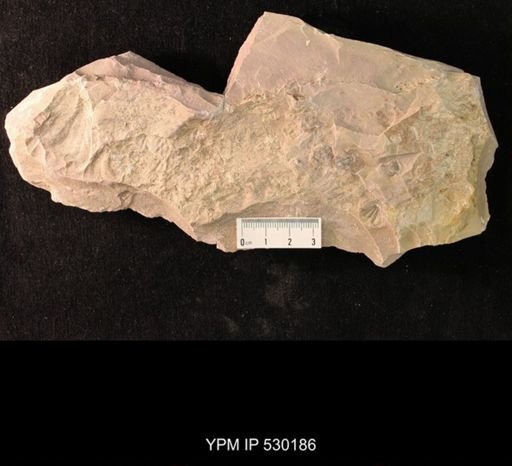 Elrathia kingi