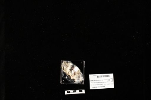 Sternotherus odoratus
