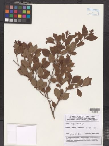 Ligustrum