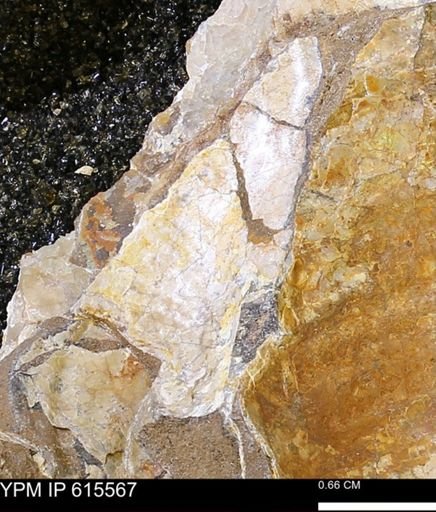 Inoceramus sp.